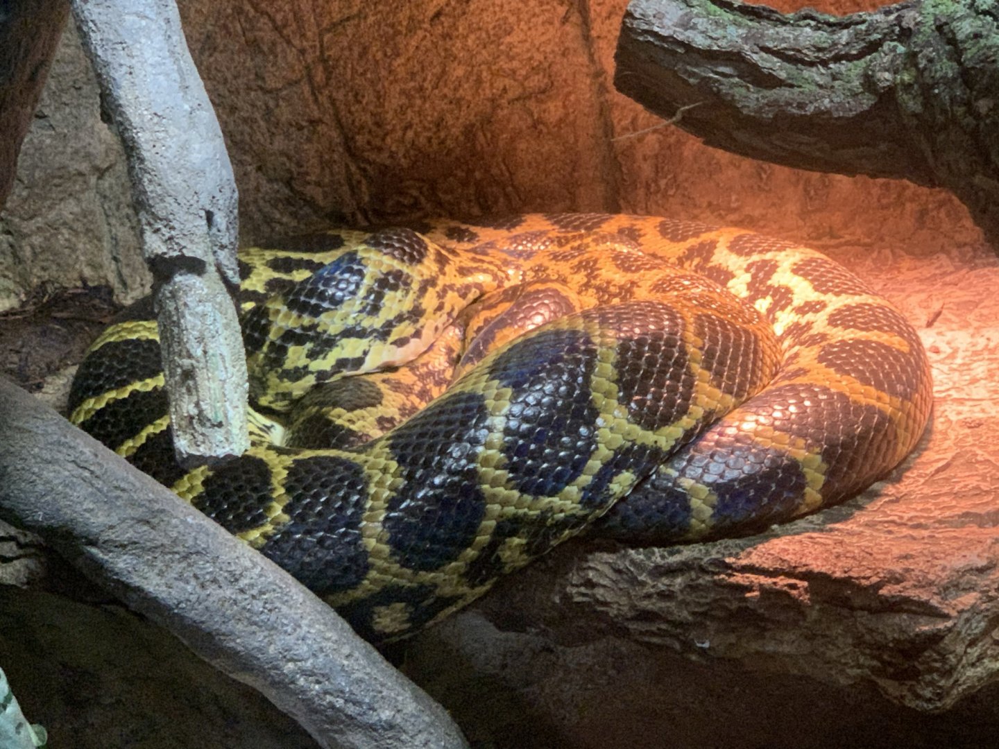 Yellow Anaconda (Eunectes notaeus)