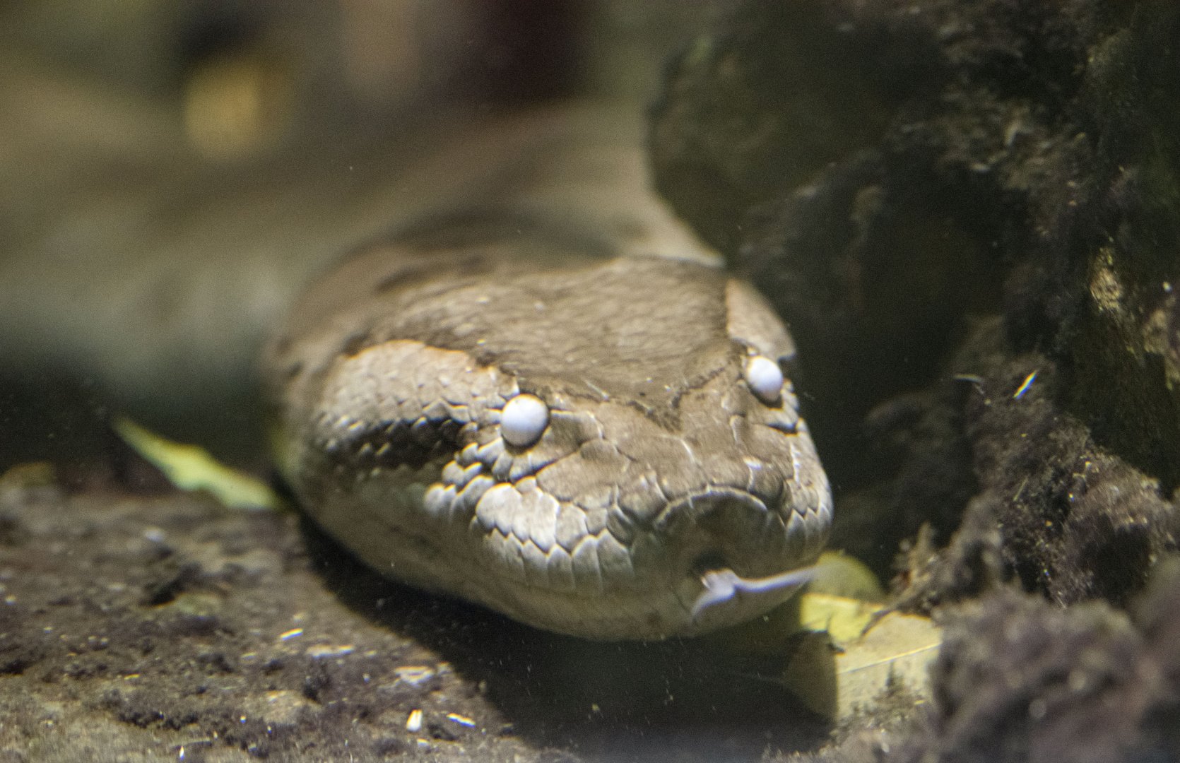 Yellow anaconda (Eunectes notaeus)