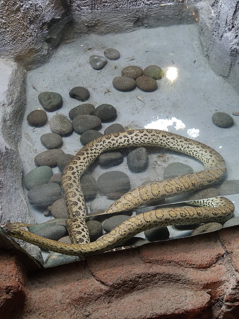 Yellow Anaconda (Eunectes notaeus)