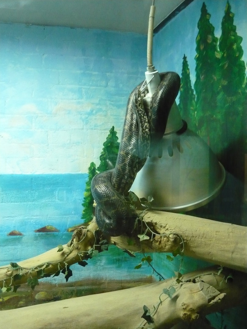 Yellow anaconda (Eunectes notaeus)