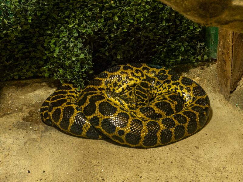Yellow anaconda (Eunectes notaeus)