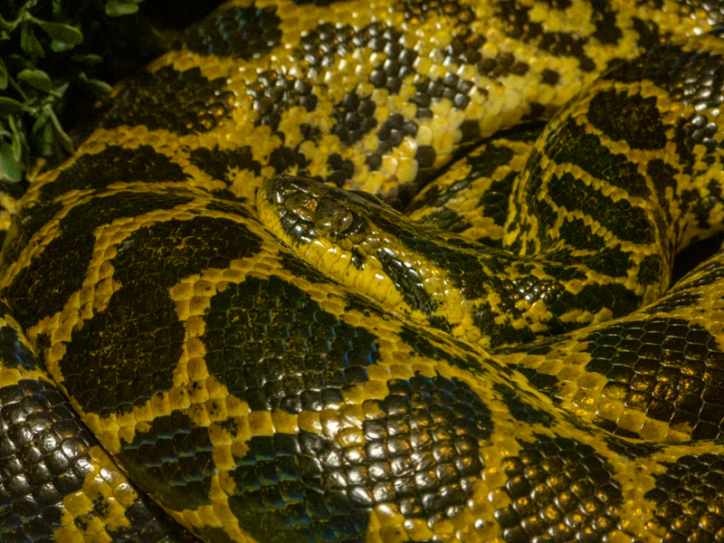 Yellow anaconda (Eunectes notaeus)