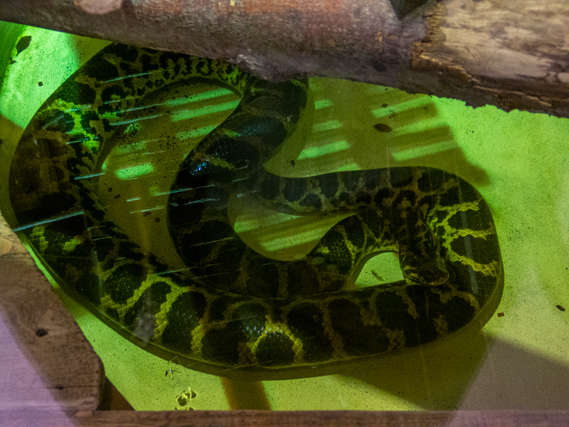 Yellow anaconda (Eunectes notaeus)