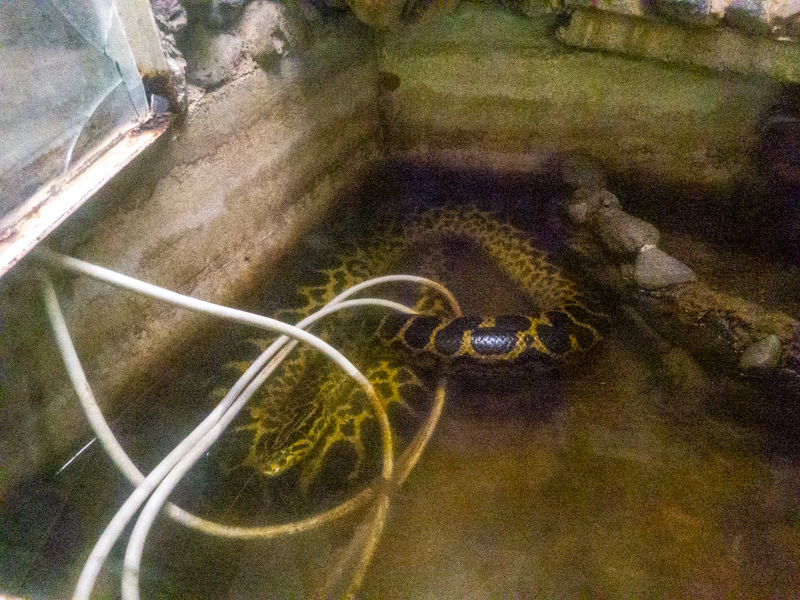 Yellow anaconda (Eunectes notaeus)