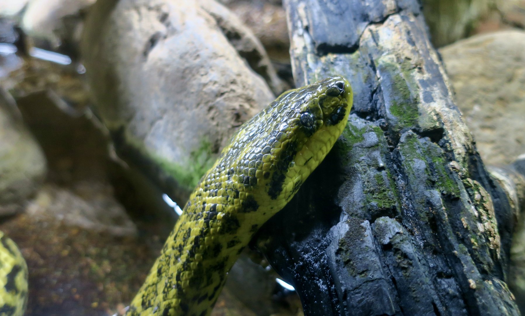Yellow Anaconda (Eunectes notaeus)