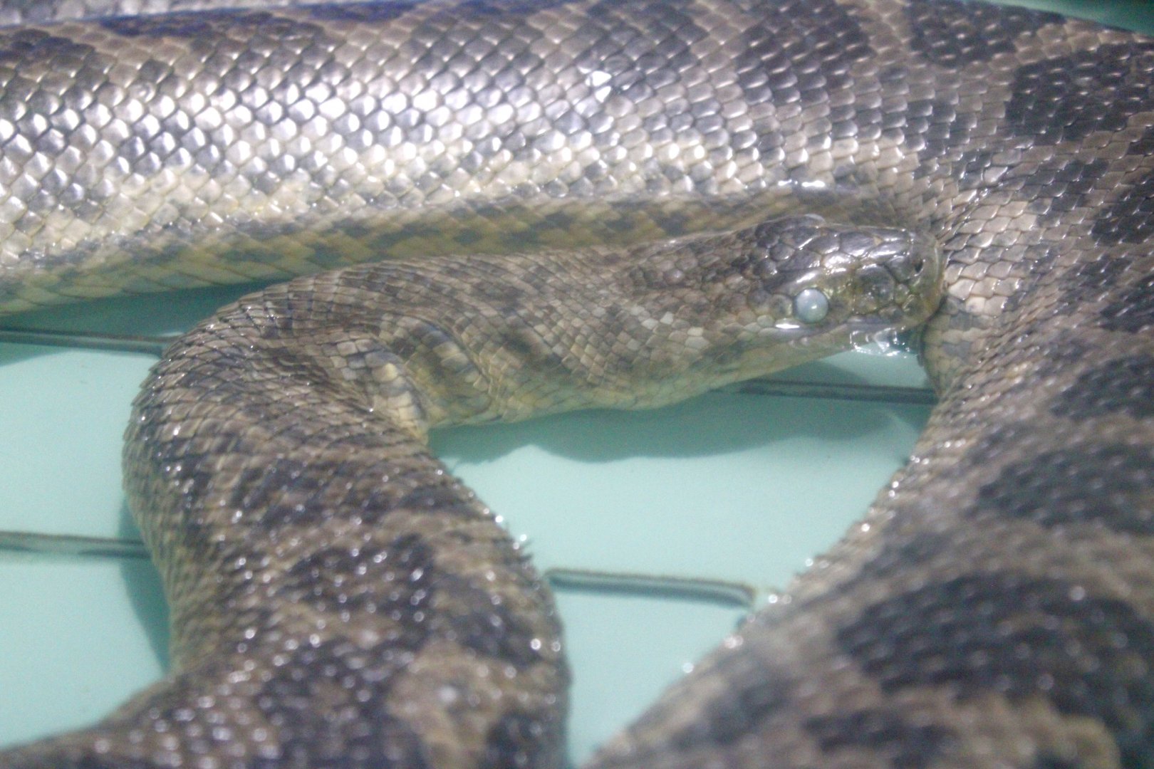 Yellow Anaconda (Eunectes notaeus)