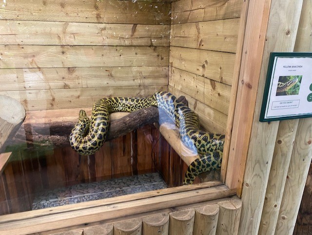 Yellow anaconda exhibit 200922