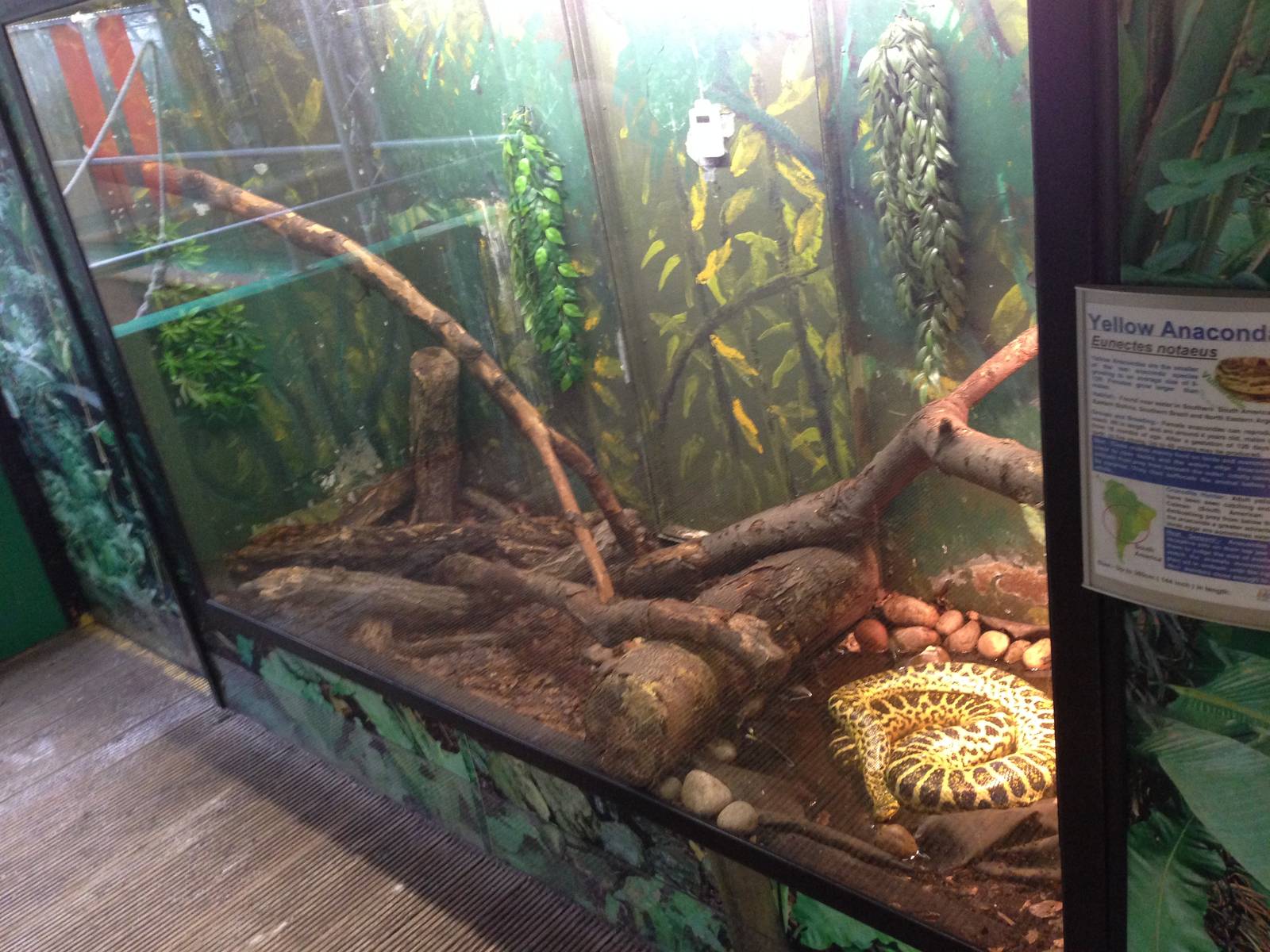 Yellow Anaconda Exhibit at Tropical World - 02/10/2013