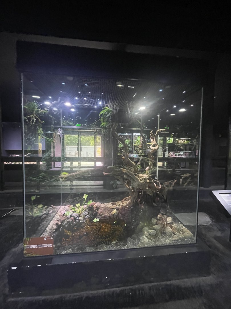 yellow anaconda exhibit - museum komodo