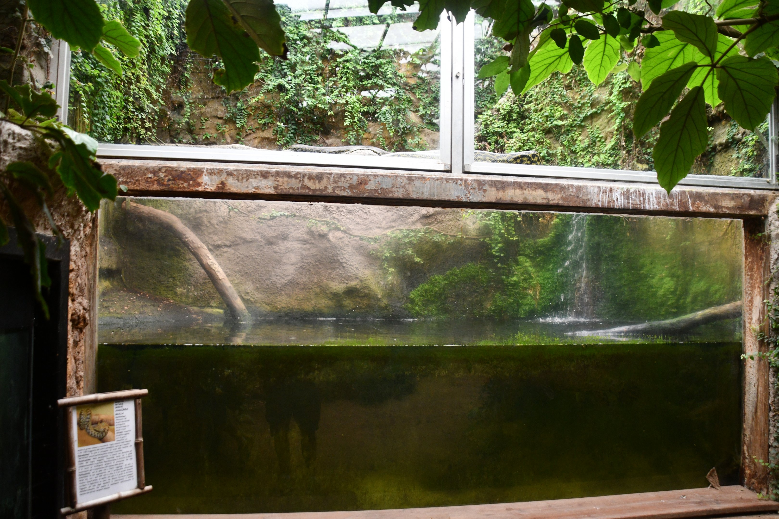 Yellow Anaconda exhibit (Tropical Pavilion)
