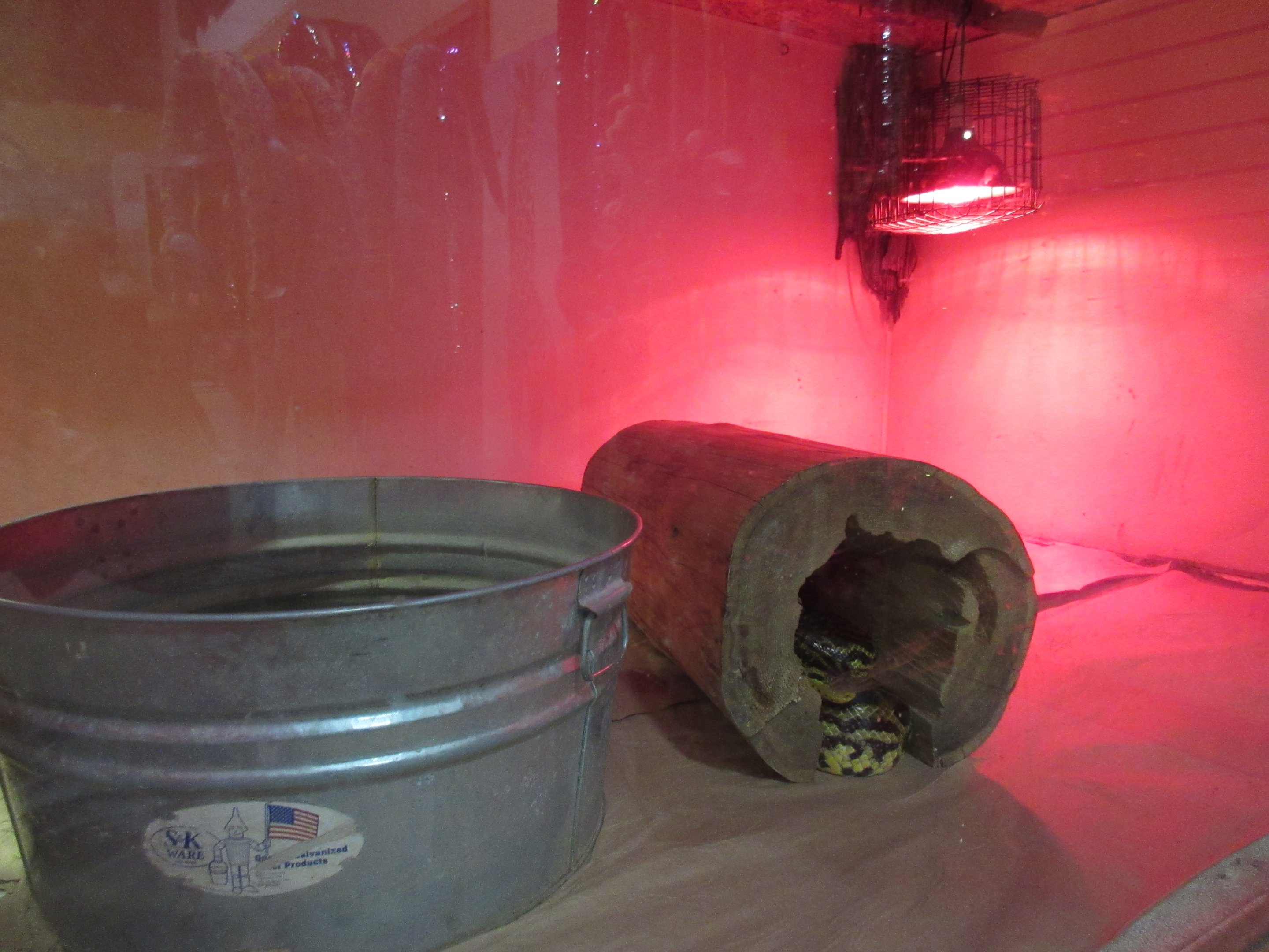 Yellow Anaconda Exhibit - Yikes!