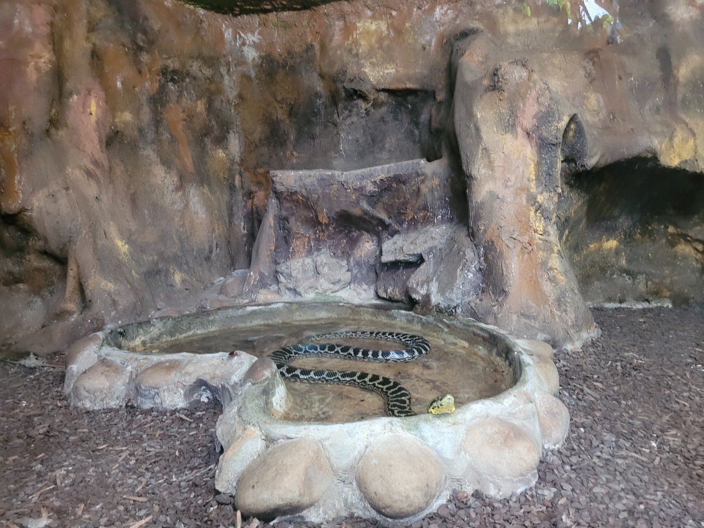 Yellow anaconda exhibit -Zoo de Santillana del Mar (2023)