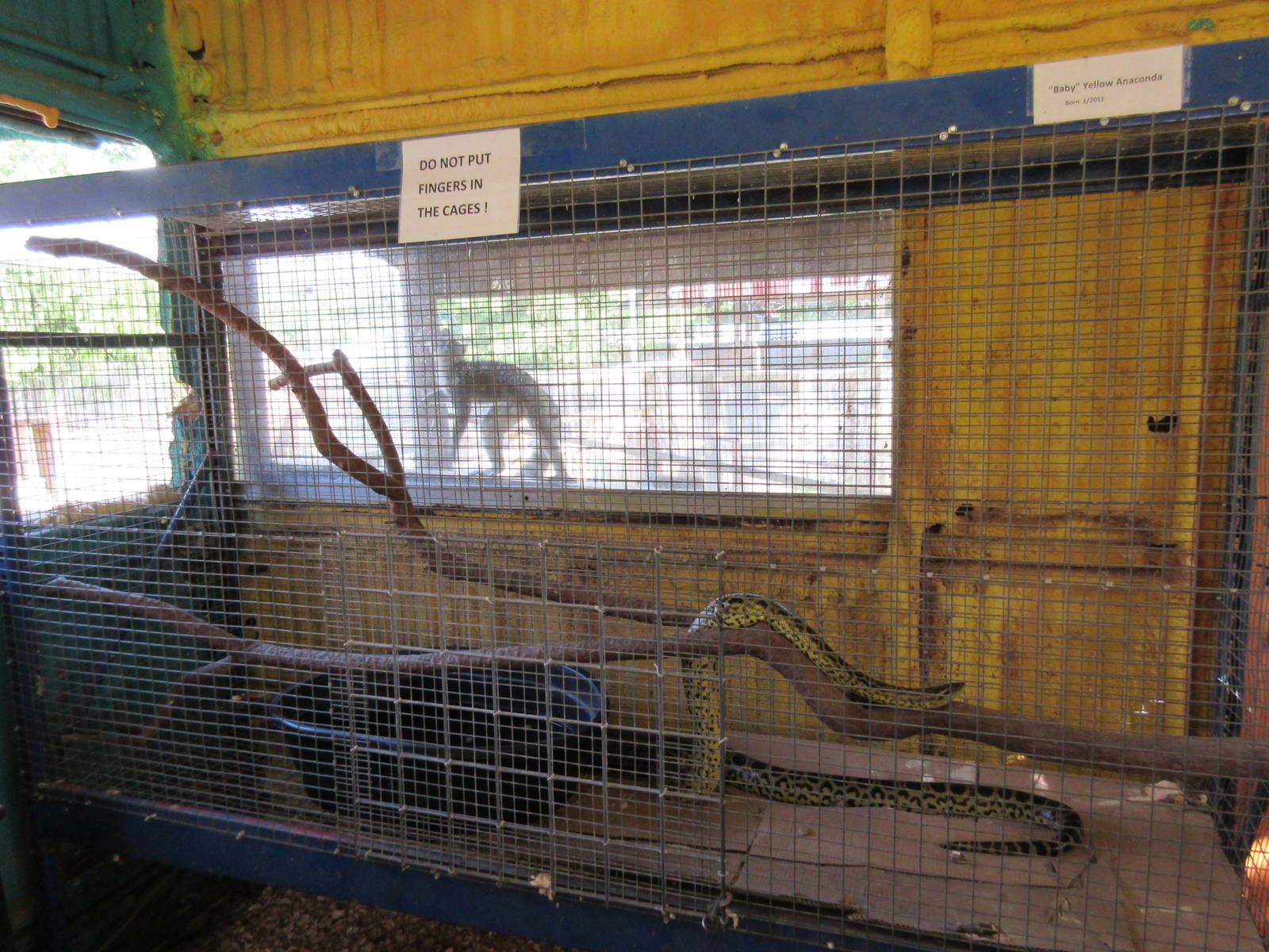 Yellow Anaconda Exhibit