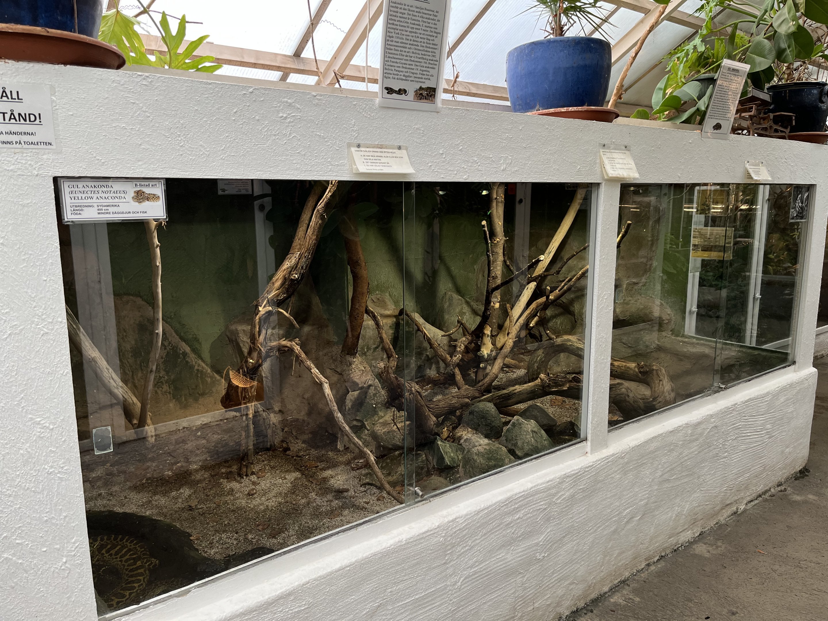 Yellow Anaconda Exhibit