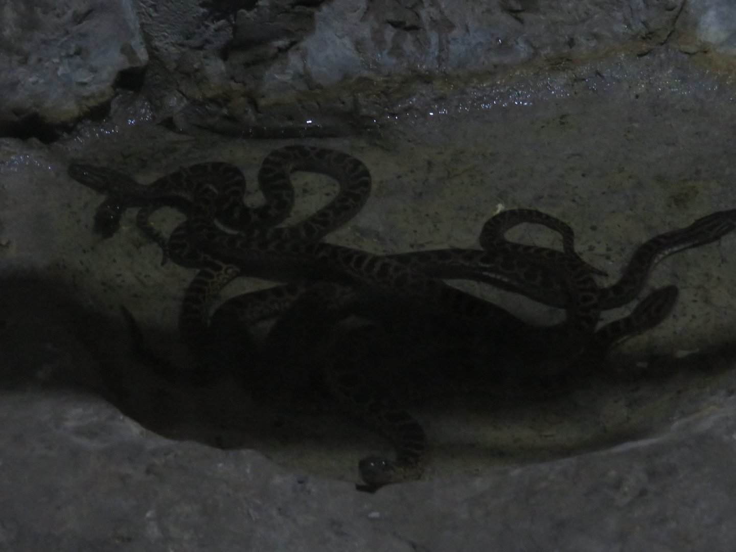 Yellow Anaconda Hatchlings