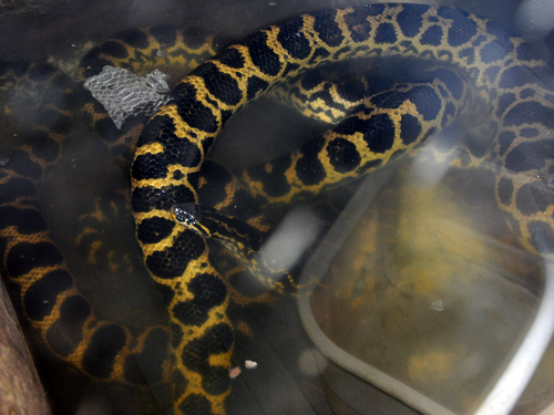 Yellow Anaconda in Kishinev Zoo