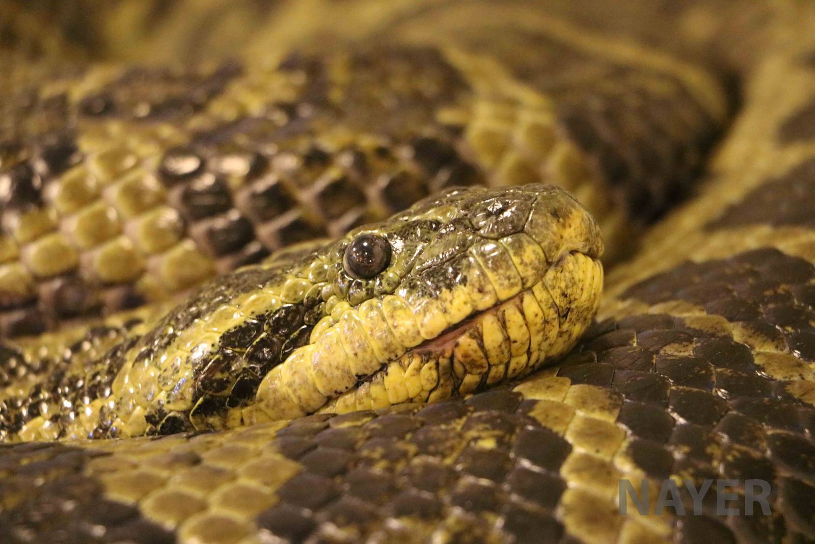 (Yellow?) anaconda - Mendoza Serpentarium ('Centro Anaconda'), April 2016