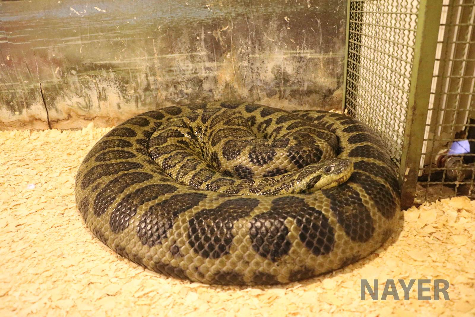 (Yellow?) anaconda - Mendoza Serpentarium ('Centro Anaconda'), April 2016