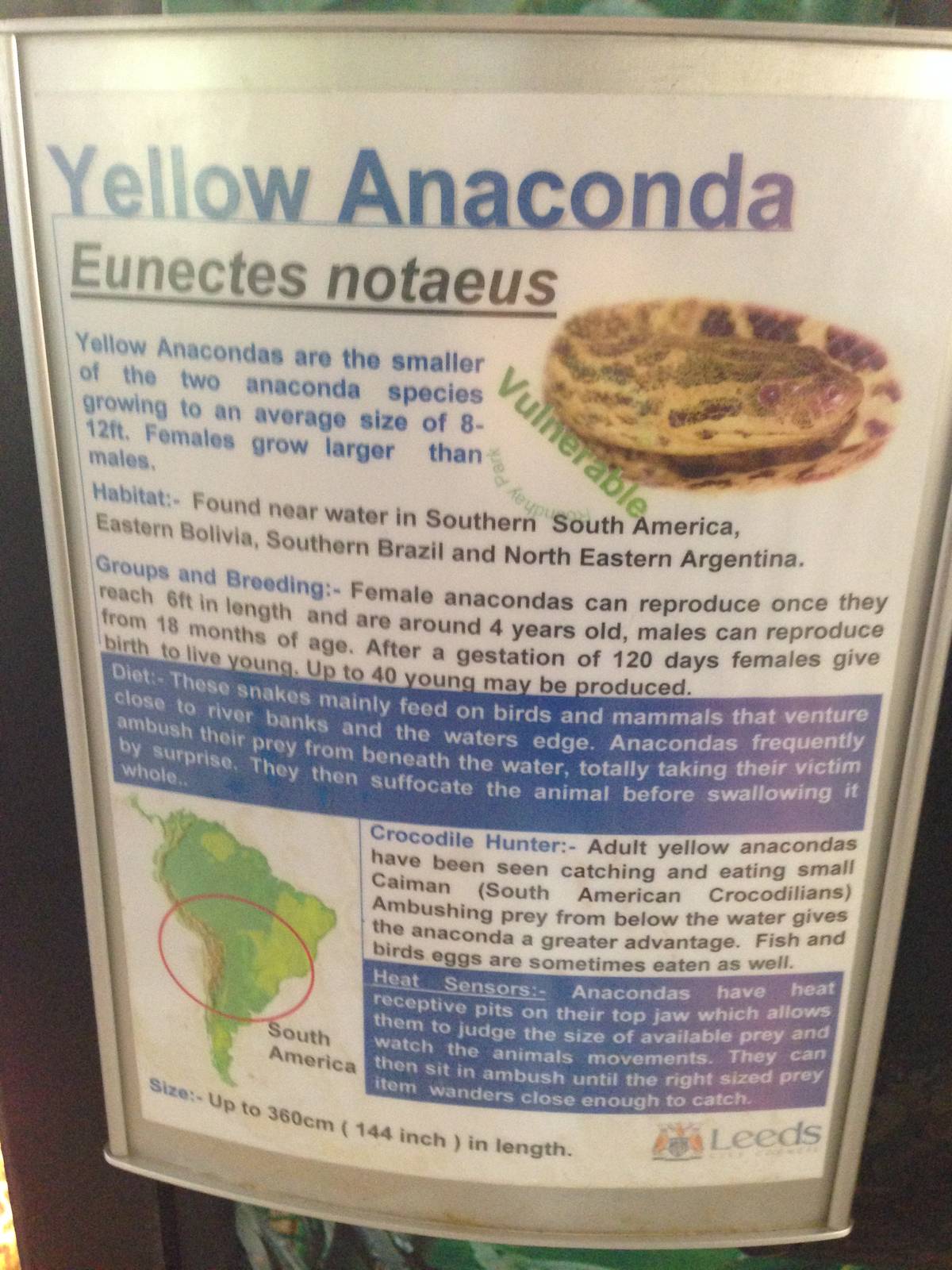 Yellow Anaconda Signage at Tropical World - 02/10/2013