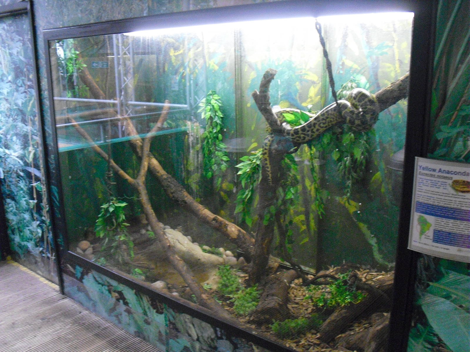 Yellow Anaconda Tank - 12/10/2011