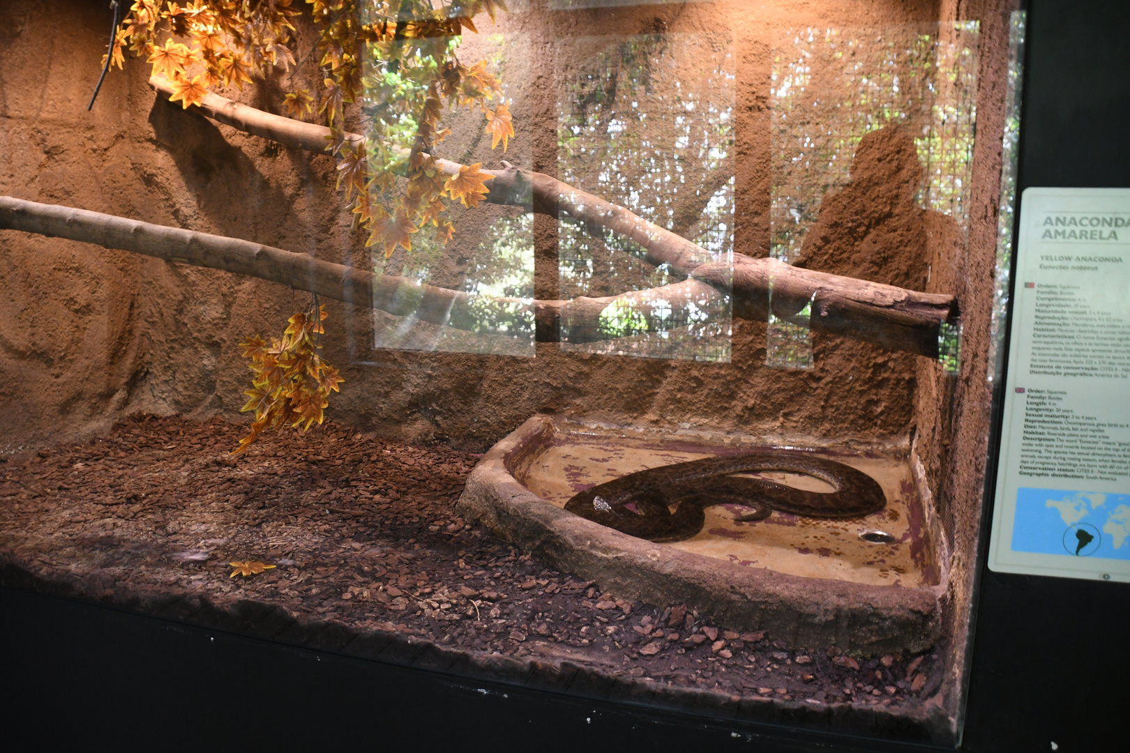 Yellow Anaconda tank (Reptile House)