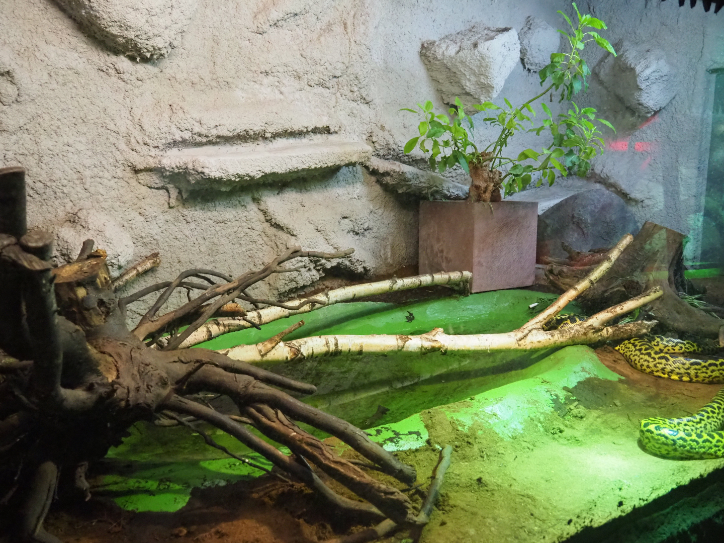 Yellow anaconda terrarium, 2019-08-04