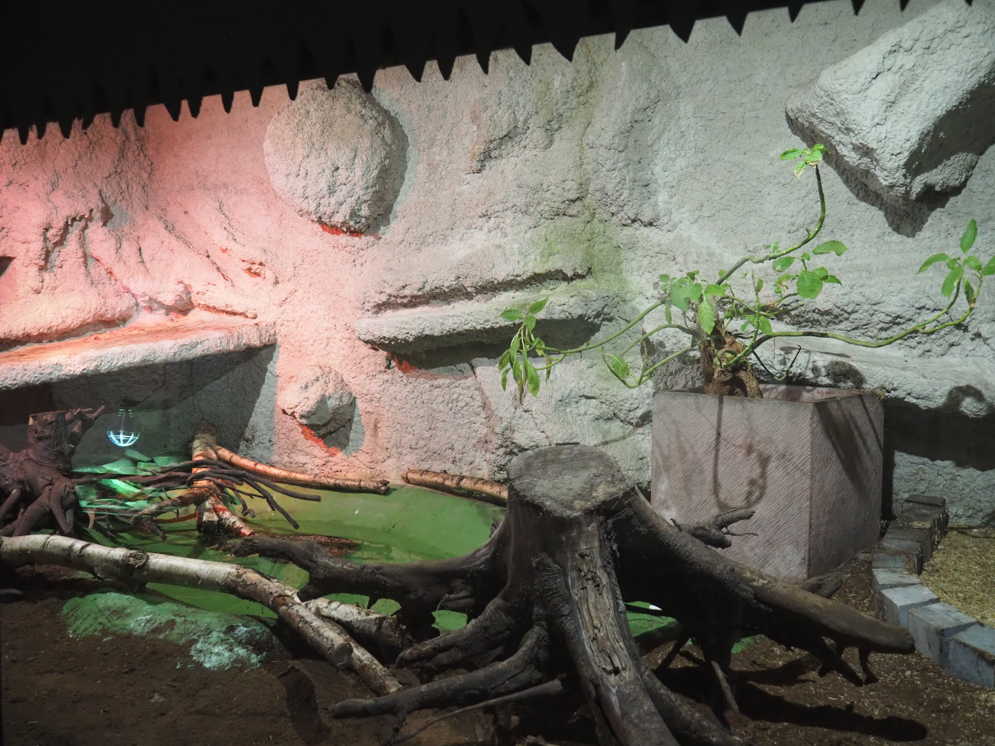 Yellow anaconda terrarium, 2020-06-20