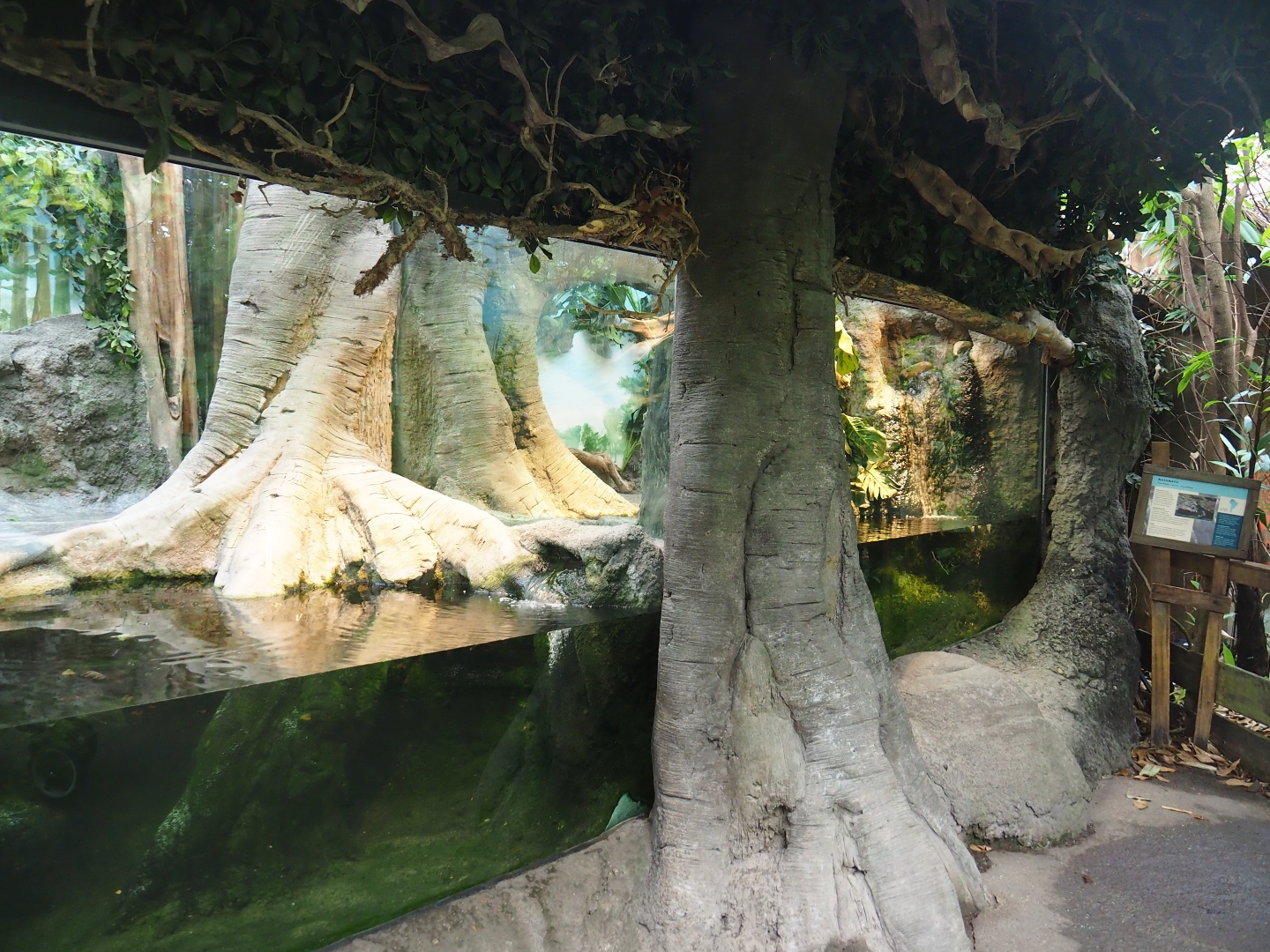 Yellow anaconda terrarium (Nov 10th, 2018)