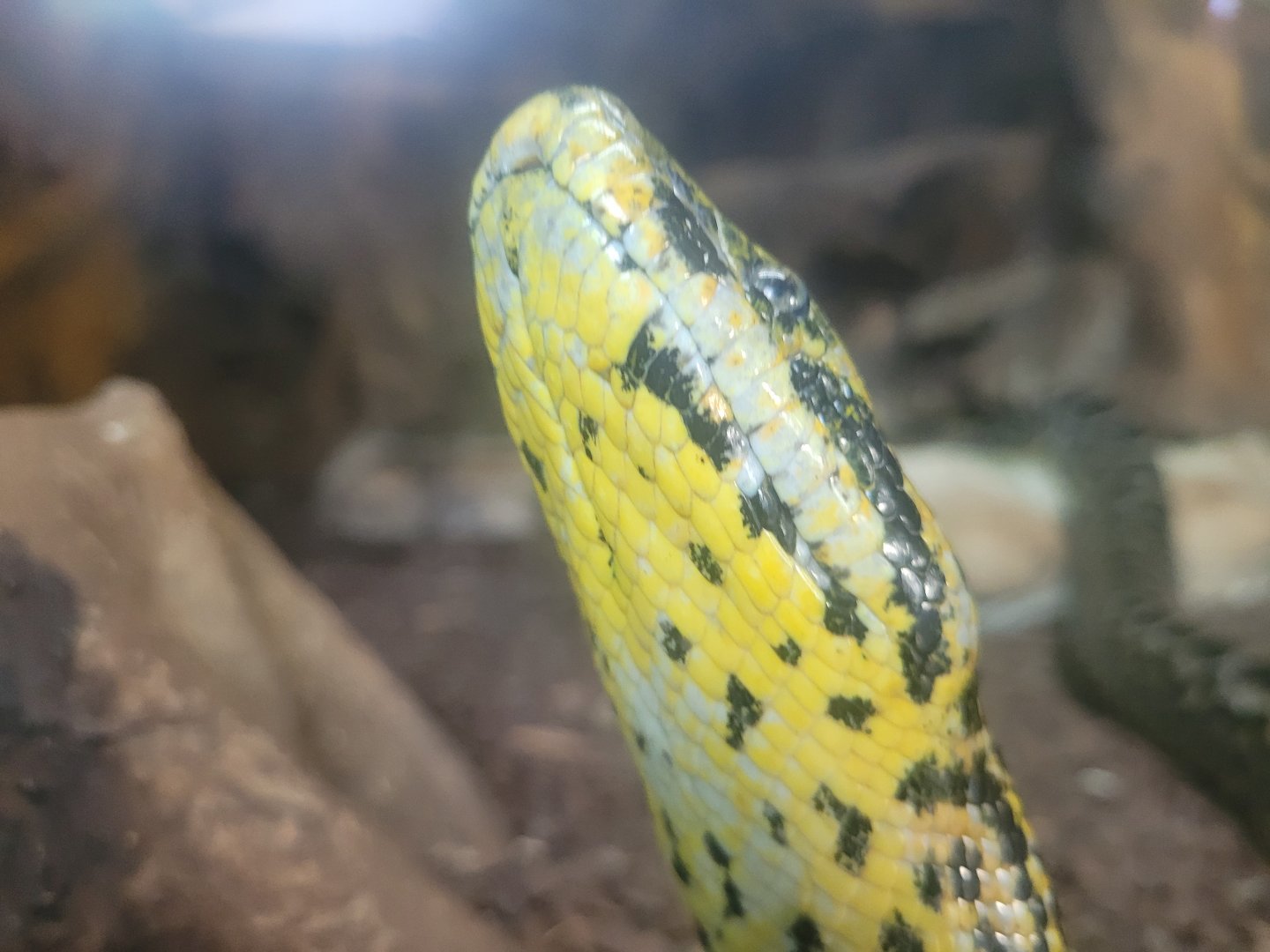 Yellow anaconda -Zoo de Santillana del Mar (2023)