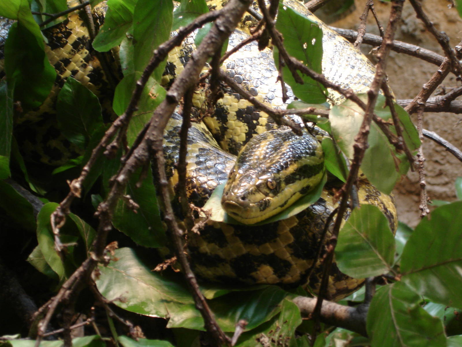 Yellow Anaconda