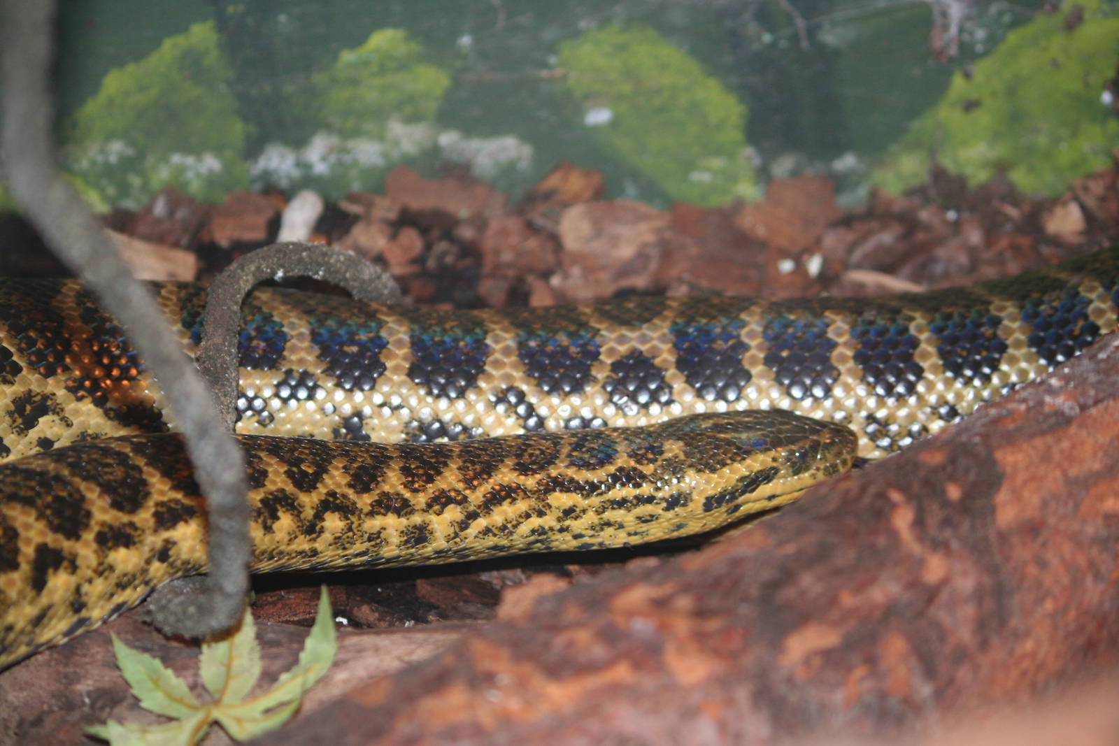 Yellow anaconda