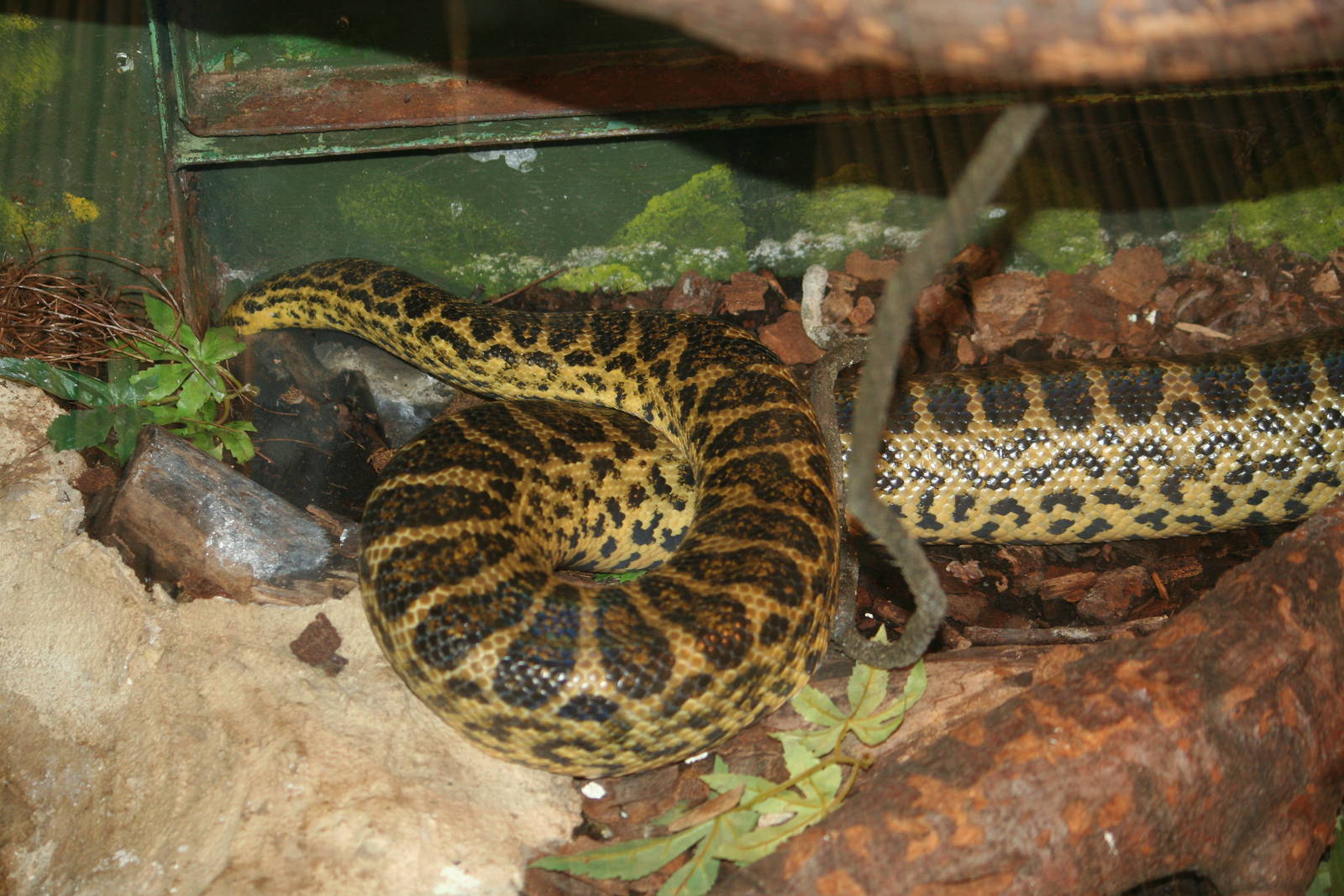 Yellow anaconda