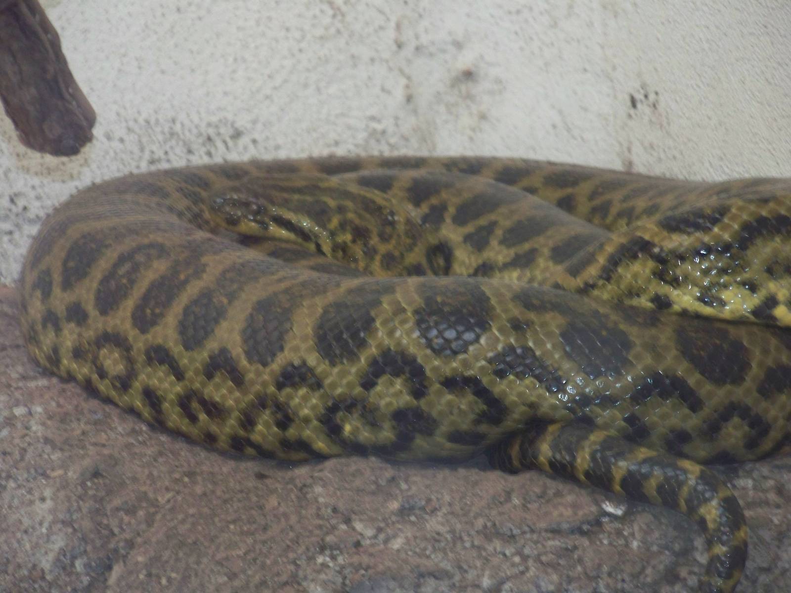 Yellow Anaconda