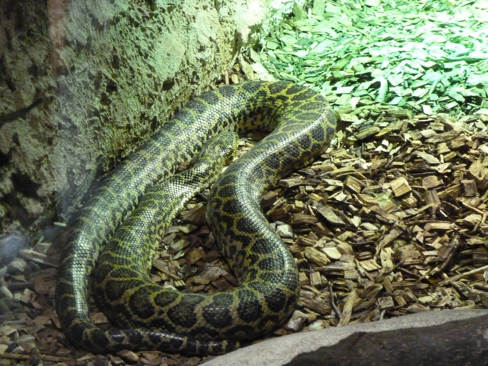 Yellow anaconda