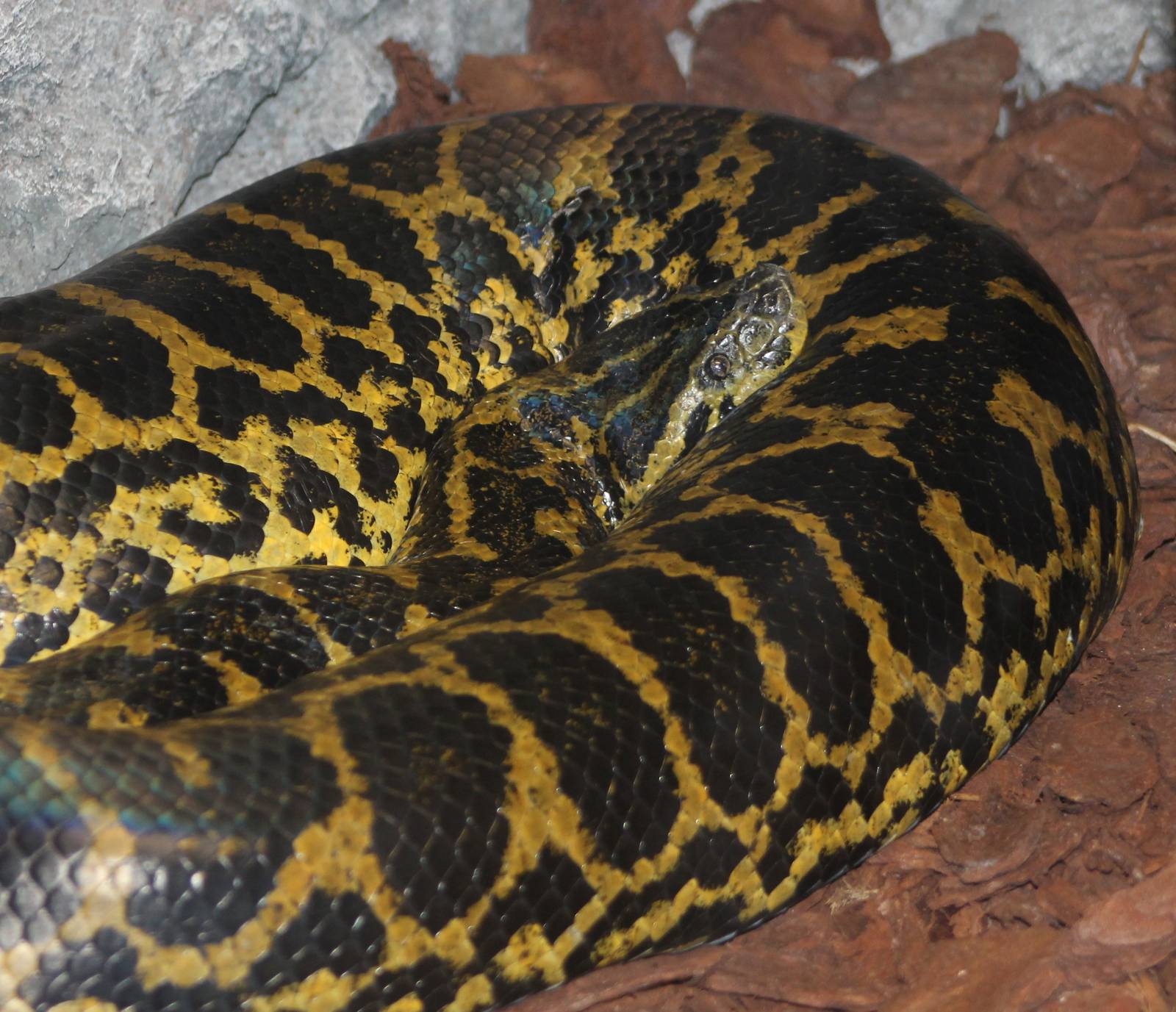 Yellow anaconda