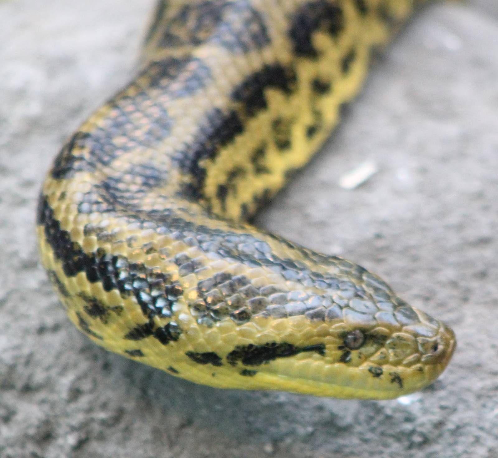 Yellow anaconda