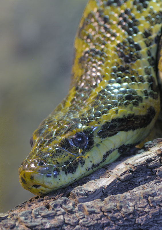 Yellow anaconda