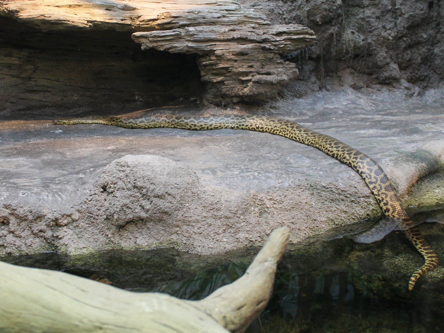 Yellow anaconda
