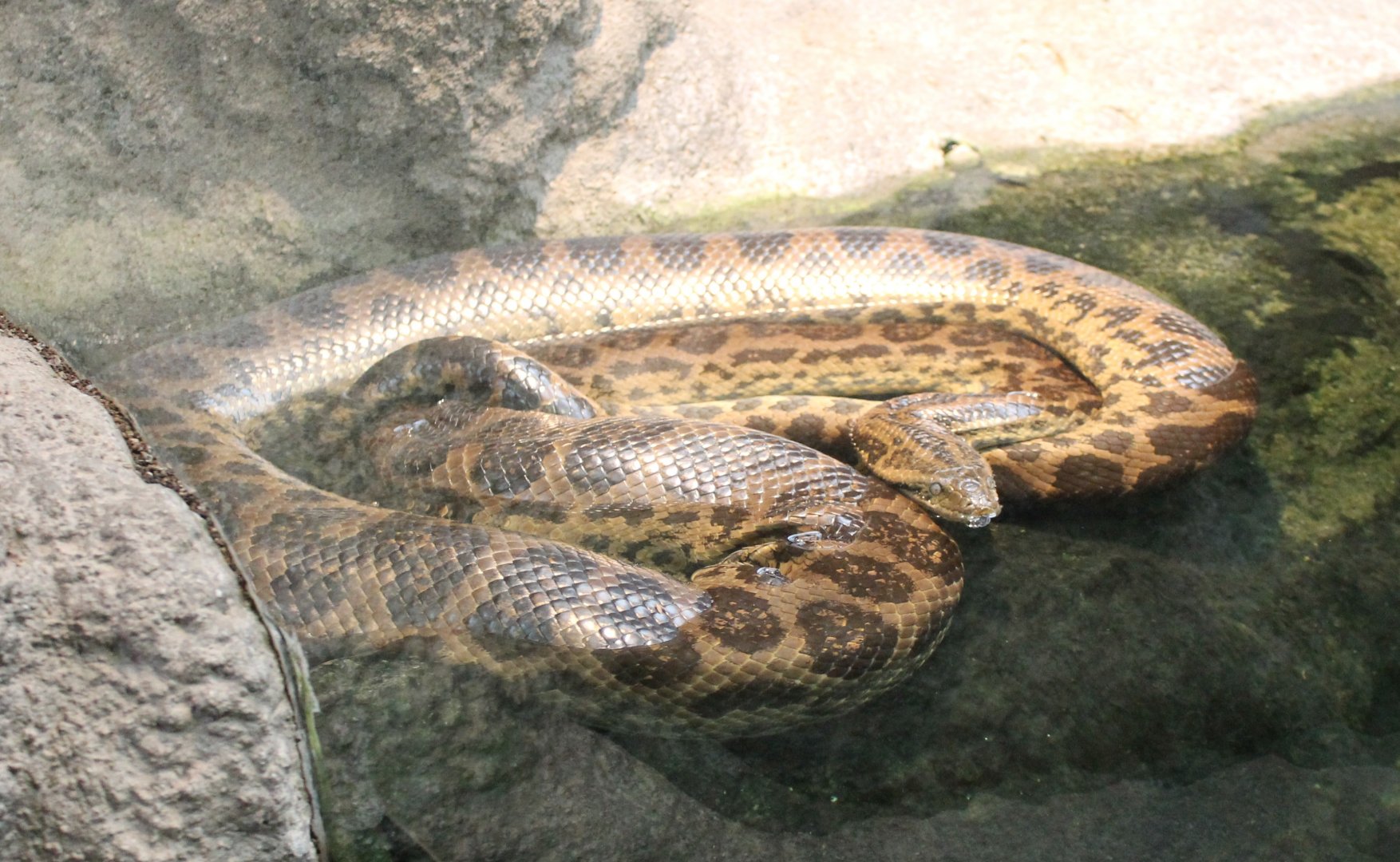 Yellow anaconda