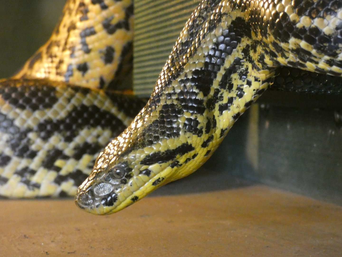 Yellow Anaconda