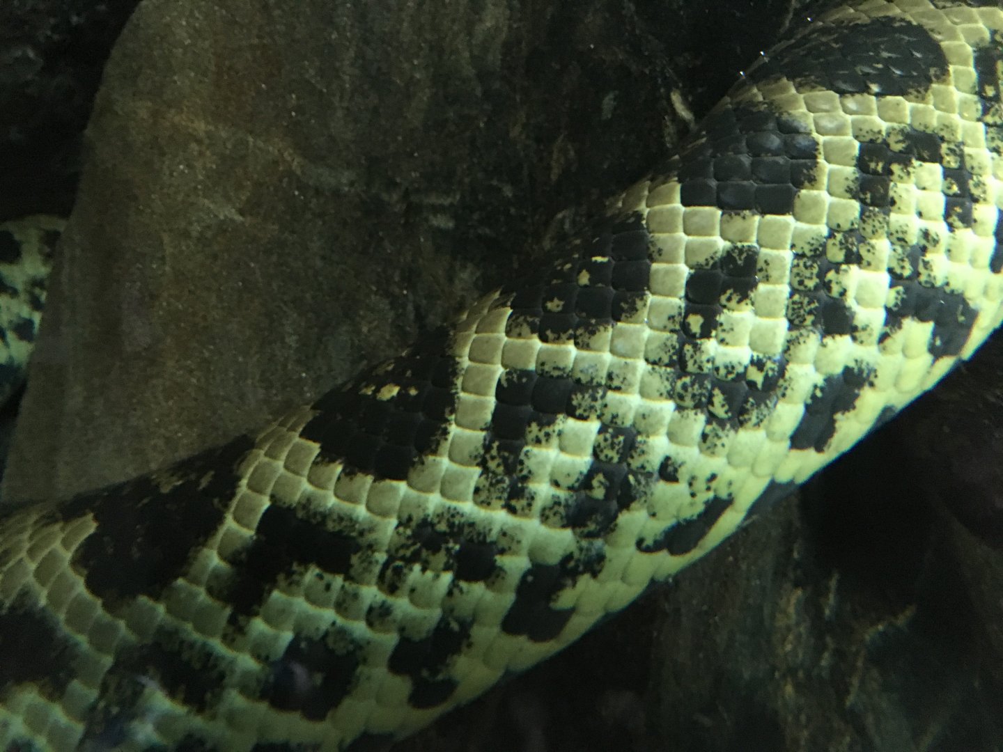 Yellow anaconda