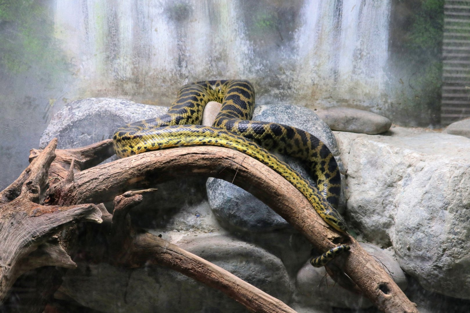 Yellow Anaconda