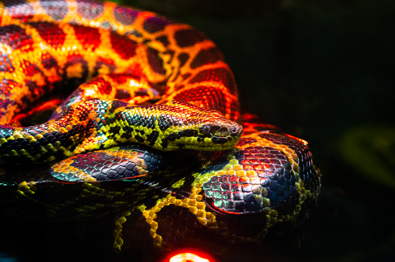 Yellow Anaconda