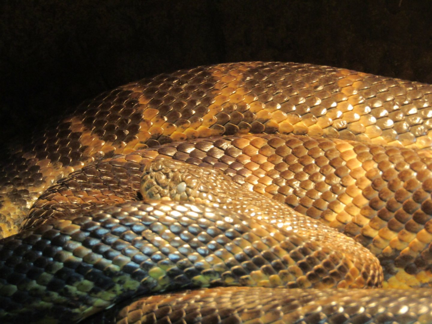 Yellow Anaconda