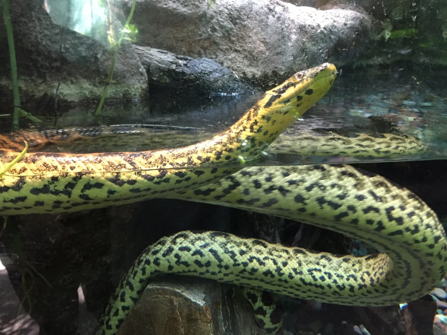 Yellow Anaconda