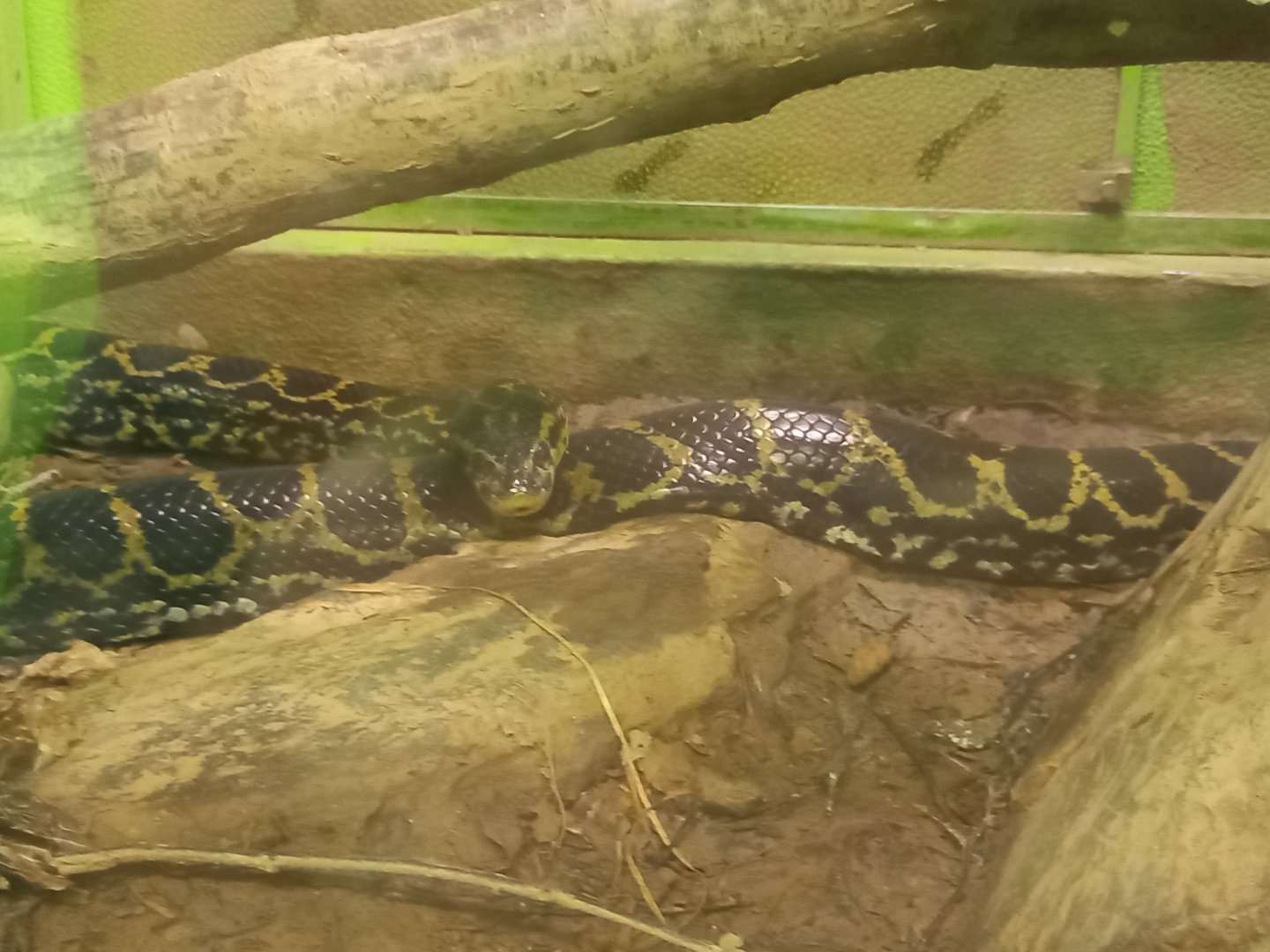 Yellow Anaconda