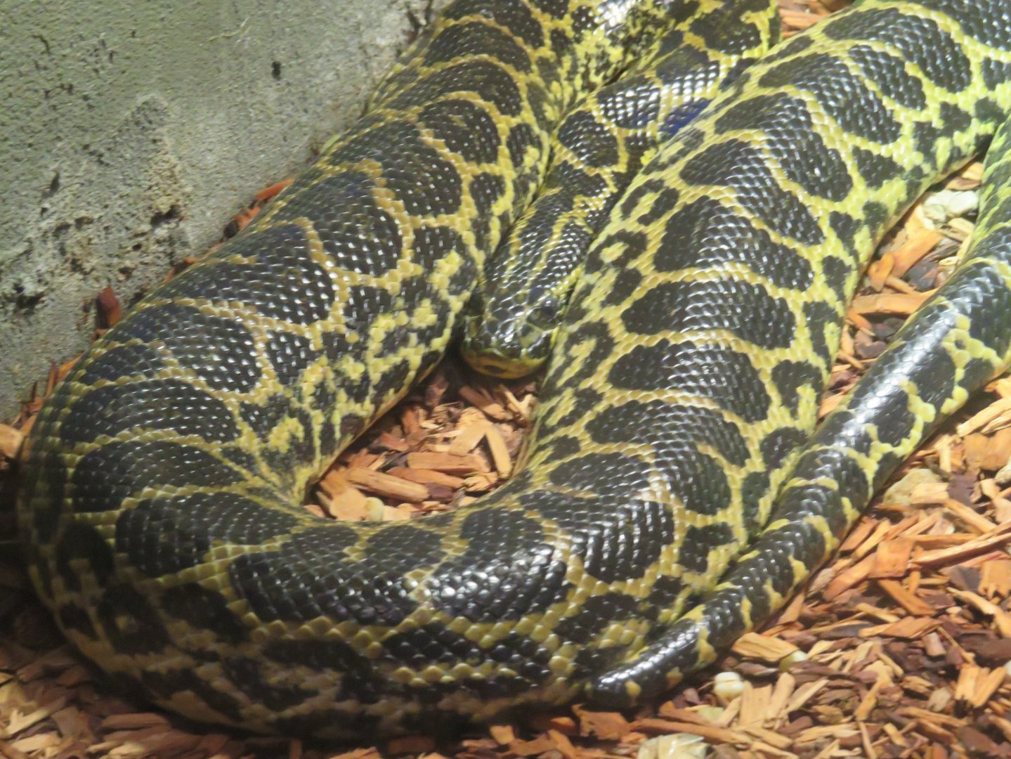 Yellow anaconda