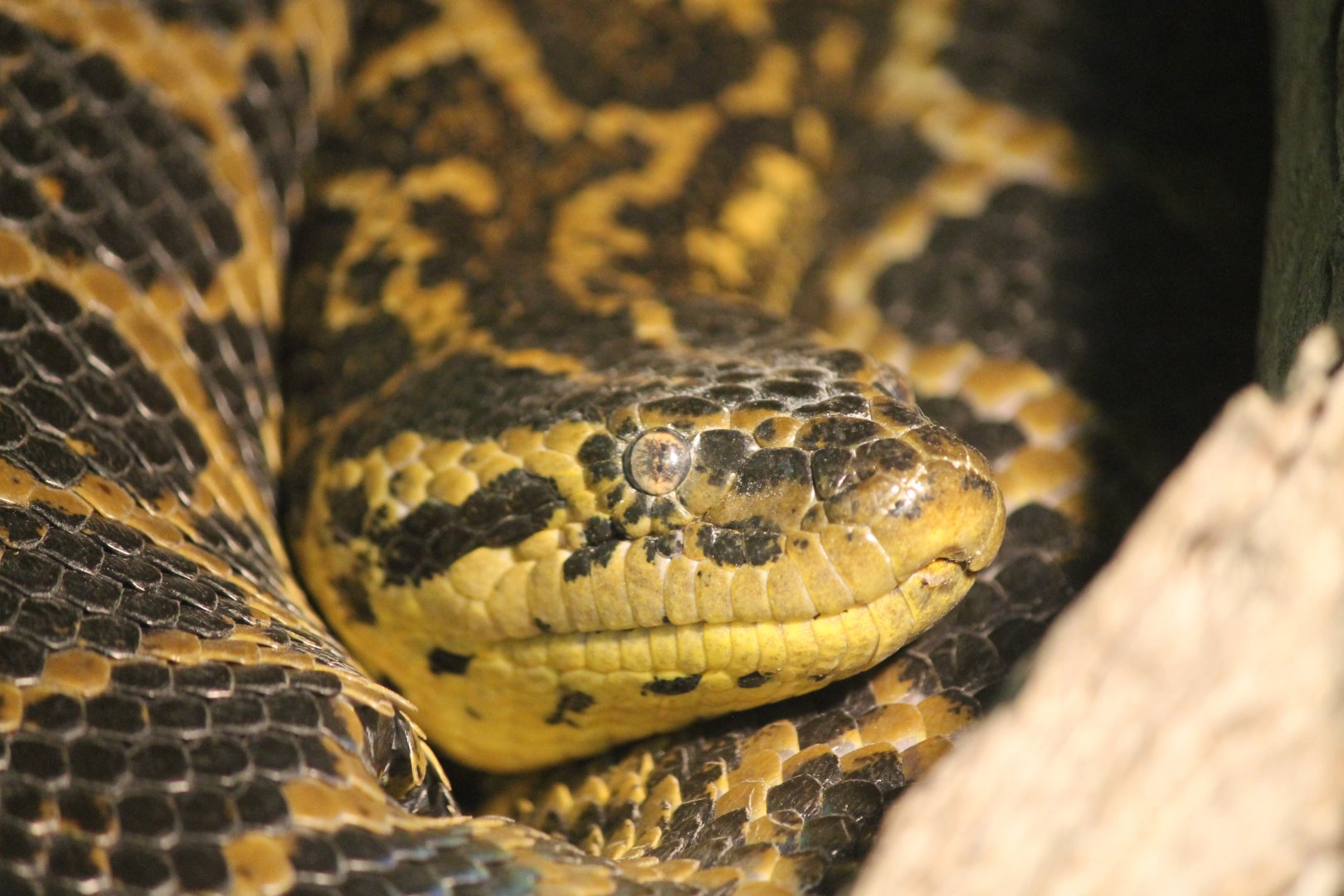 Yellow Anaconda