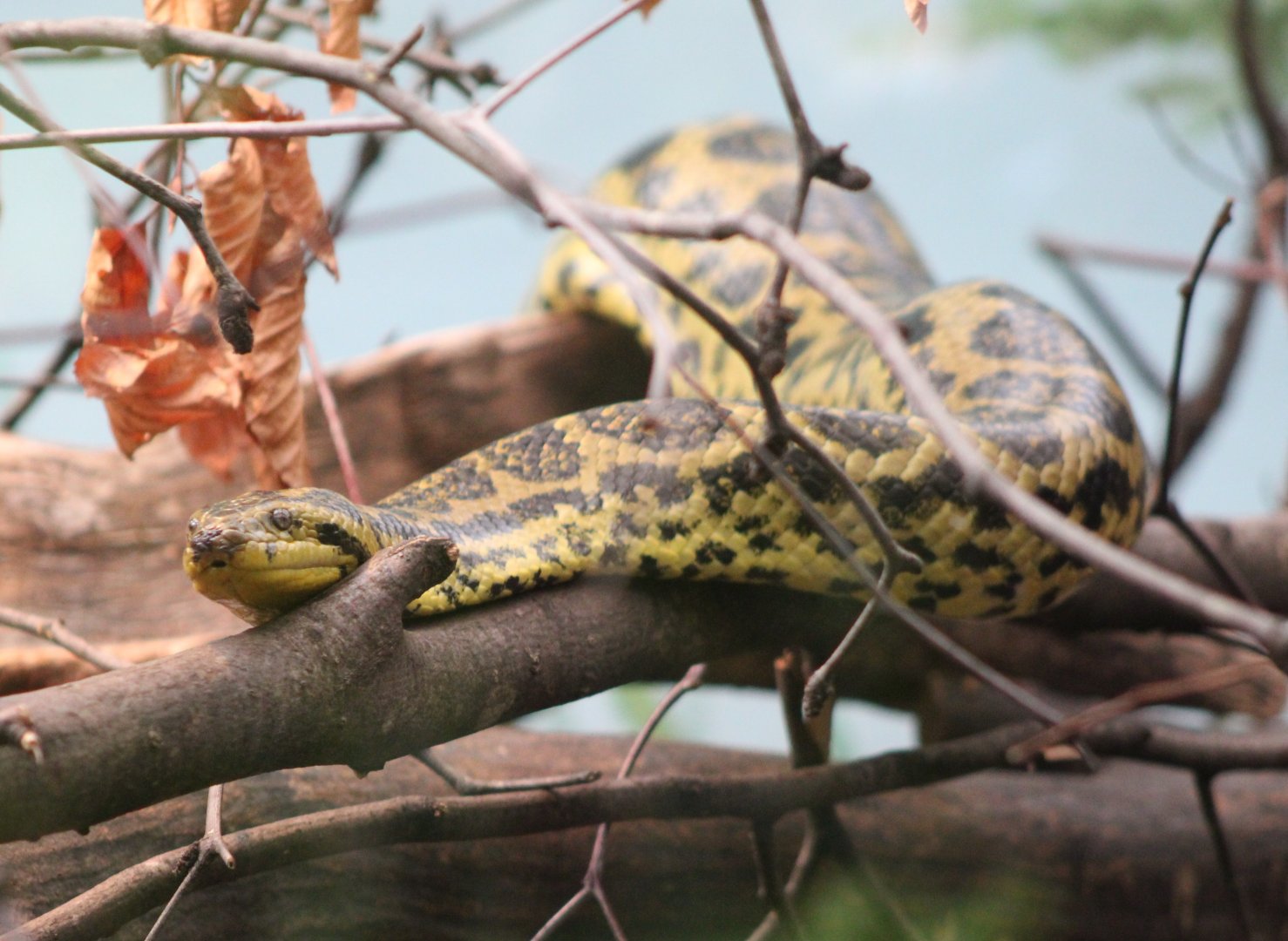 Yellow anaconda
