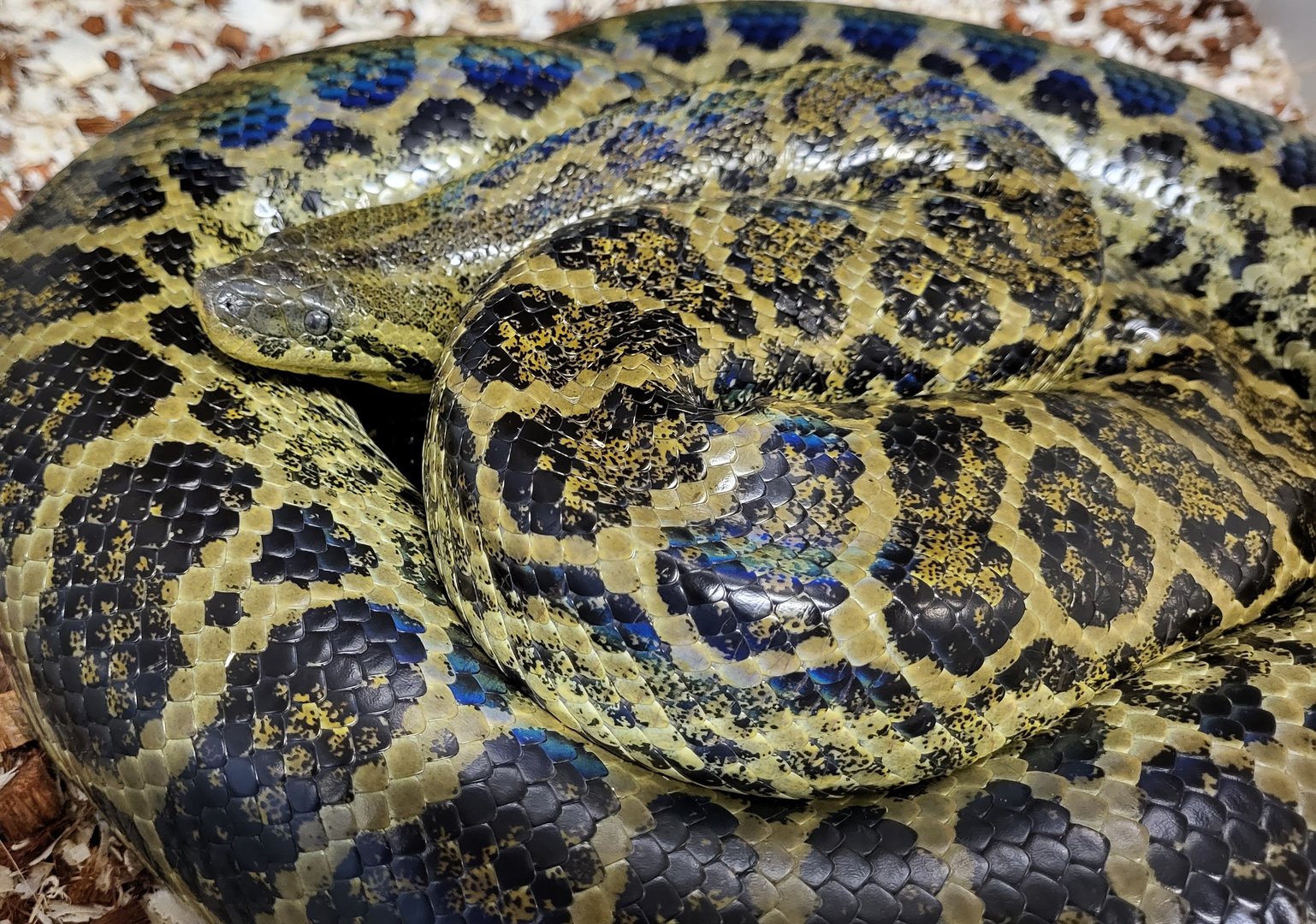 Yellow anaconda